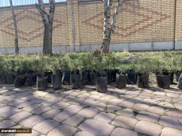 اجرای طرح کاشت درخت به مناسبت روز درختکاری در آموزشکده ملی مهارت دختران اردبیل 12